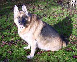 German shepherd puppies are often listed as one of the most popular puppy breeds in the united states. Rehomed German Shepherd Puppies And Dogs Worcester Surrey Wales Scotland Brsistol