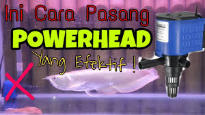 Aquarium merupakan media, baik berbentuk bulat maupun persegi yang biasanya terbuat dari bahan yang transparan, seperti : Cara Memasang Pompa Power Head Aquarium Youtube