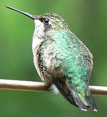 Feel free to post pictures and videos of cute things. Ruby Throated Hummingbird Wikipedia