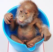 Orang utan, affen, primaten, baby orang utan, gefährdete wild lebende tiere, natur und orang utan zeichnung. Berliner Zoo Das Verstossene Orang Utan Baby Hat Einen Namen Welt