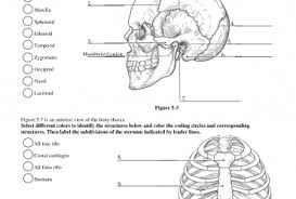 Input it if you want to receive answer. Axial Skeleton Labeling Worksheets Cat Skeleton Diagram Labeled Wedocable Anatomy Bones Anatomy Coloring Book Human Skeleton Anatomy