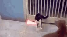 What more needs to be said? Lightsabers Cats Gifs Tenor