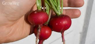 What crops are easy to grow? Quick Maturing Plants 5 Fast Growing Vegetables To Try