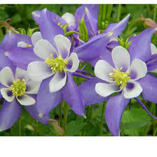 Bunga handbouquet archives arumi florist karangan bunga papan. Best Produk 3 Amefurashi Bibit Benih Seeds Bunga Columbine Aquilegia Purple Bunga Ungu Cantik C Shopee Indonesia