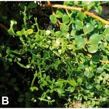 Image result for Viscum littorum