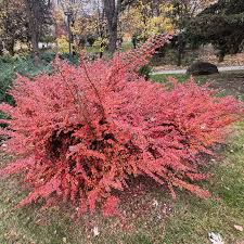 Image result for Cotoneaster
