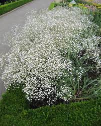 Gypsophila Paniculata Bristol Fairy Baby S Breath Bare Roots Buy Online At Farmer Gracy Uk
