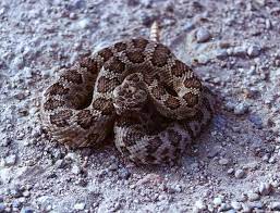 Great Basin Rattlesnake Crotalus Oreganus Lutosus Rattlesnake Pit Viper Beautiful Snakes