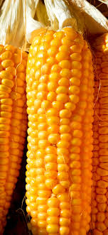 Jagung rebus juga lebih sehat jika dibandingkan jagung bakar atau camilan jagung yang digoreng atau diproses menjadi makanan ringan seperti keripik tortilla.lantas, bagaimana dengan kandungan. Jagung Rebus Sayur Mayur Sereal Biji Jagung Makanan Jagung Makanan Dan Minuman Makan Sehat Sayur Mayur Kesejahteraan Pxfuel