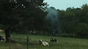 La pratique usuelle dans les campagnes ou les petits villages est autorisée, toujours en respectant son voisinage qui ne peut ni ne doit être incommodé par votre feu. Un De Mes Voisins A Brule Ses Dechets Toute La Journee Se Fache Christophe Que Dit La Loi Rtl Info