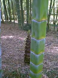 Square Bamboo Lewis Bamboo Bamboo Landscape Bamboo Species Bamboo Garden