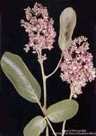 Image result for Sterculia quinqueloba