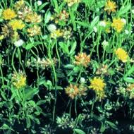 Image result for Lotononis bainesii