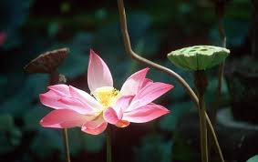 Lotus Flower In Ubud Bali Buddha Flower Flowers Lotus Plant