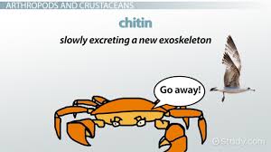 Chitin is the organic source whose structure is identical to cellulose (found in the plant cell wall). Chitin Definition Structure Function Video Lesson Transcript Study Com