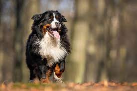 Maybe you would like to learn more about one of these? Bernese Mountain Dog Dog Breed Information