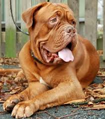 Some people may say too brave for safety. I Love This Face So So So So Much Bordeaux Dog Dogue De Bordeaux French Mastiff