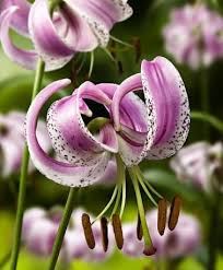 Maybe you would like to learn more about one of these? Asian Lily Flower Bulbs From Spalding Bulb Lily Flower Unusual Flowers Rare Flowers