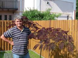 Check spelling or type a new query. Albizia Julibrissin Summer Chocolate Szakszonlaszlo Flickr