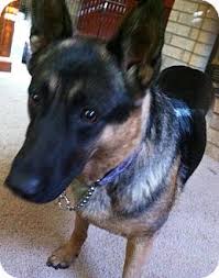 Von rief german shepherd breeders currently have happy, healthy german shepherd puppies for sale in colorado. Sarah S Story Sarah Has Had A Little Training Already But She Will Need A Lot More Once She Finds Her Forever Home She Is Great Wit Dog Adoption Dogs Pets