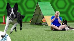 Training your dog to come when called is fairly simple, but it takes some dogs longer than. Train Your Dog To Come When Called By Making It Fun For Them Professional Dog Training Tips Youtube
