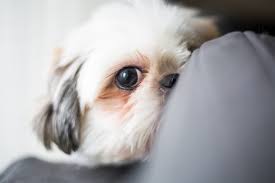 Most dogs show no symptoms of liver cancer until the tumor has grown large enough to cause problems. Liver Disease In Dogs Great Pet Care