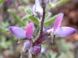 Image result for Aster chimanimaniensis