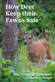 How Deer Keep Their Fawns Safe North American Animals Fawn Wildlife Photography