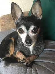 Our Ricky Chihuahua Love Chihuahua Puppies