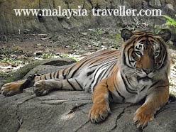 Weekday hours are 9 a.m. Melaka Zoo Night Safari Ayer Keroh Melaka