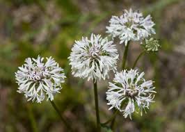 Image result for Loxodera caespitosa