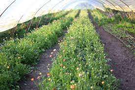 How To Grow Ranunculus Plant In Fall Ranunculus Garden Growing Tulips Urban Garden