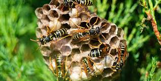 How To Get Rid Of Wasps Home Remedies For Wasp Removal