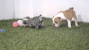 «» press to search craigslist. Video Www Com Puppy Paradise Bullcanes Bulldog Puppies For Sale Owen Mouse