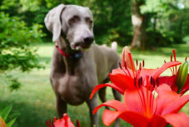 Avoid bringing dangerous flowers into your home with this list of safe flowers for cats wismer suggests that you keep these plants and flowers out of reach of curious cats even though they are most cut flowers come with a powdered flower food to keep them fresh, and this can be toxic to cats. 20 Plants That Are Poisonous For Children Cats And Dogs