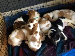 Review how much basset hound puppies for sale sell for below. Blue Ridge Basset Hounds Our Puppies Are More Than Pets They Re Family