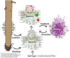 Check spelling or type a new query. P14 Protist Microbiota Rhizosphere Spatiotemporal Organisation Spp 2089