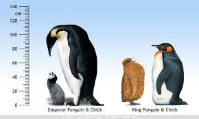 Shop for king penguin art from the world's greatest living artists. Pin On She Blinded Me With Science