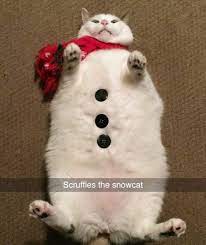 Lolcats Christmas Lol At Funny Cat Memes Funny Cat Pictures With Words On Them Lol Cat Memes Funny Cats Funny Cat Pictures With Words On