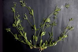 Image result for Molluginaceae