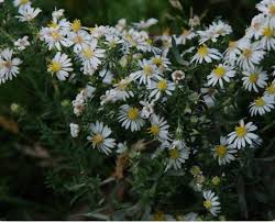 Image result for Oreophyton falcatum