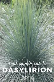 Epingle Sur Arbres Et Arbustes