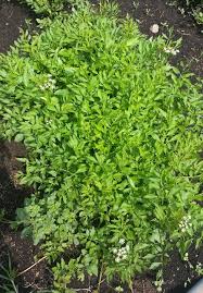 Daun Selom Warisan Petani Oktober 2017 Herbs Daun Oktober