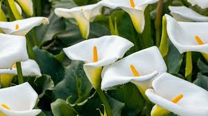 Image result for Zantedeschia