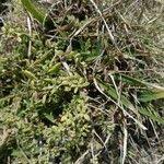 Image result for Lycium mascarenense