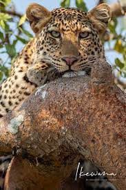 Perhaps One Of Africa S Most Gorgeous Cats Is The Leopard Which Can Be Found Throughout The Many National Parks In The South Gorgeous Cats Africa Big Cats