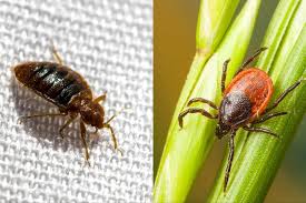 Image result for bed bugs