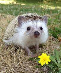 Biddy The Hedgehog Instagram Funny Animal Pictures Pygmy Hedgehog Cute Hedgehog Cute Animals