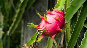 How To Grow Dragon Fruit From Seeds And Cuttings 2021 Masterclass