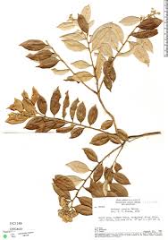 Image result for Parinari excelsa